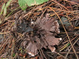 Thelephora caryophyllea image