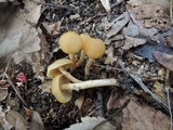 Kuehneromyces marginellus image