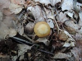 Kuehneromyces marginellus image