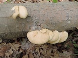 Pleurotus populinus image