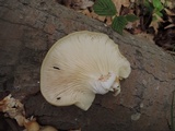 Pleurotus populinus image