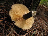 Lactarius fallax var. fallax image