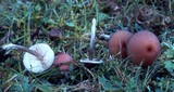 Entoloma catalaunicum image