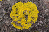 Candelina submexicana image