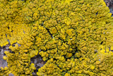 Candelina submexicana image