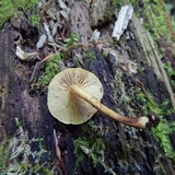 Pholiota granulosa image