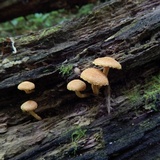 Pholiota granulosa image