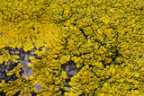 Candelina submexicana image