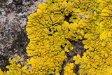 Candelina submexicana image