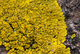 Candelina submexicana image