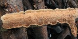 Byssomerulius corium image