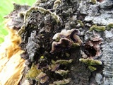 Trichaptum abietinum image