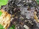 Trichaptum abietinum image