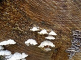 Merulius tremellosus image