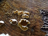 Merulius tremellosus image
