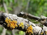 Xanthoria polycarpa image