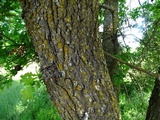 Oxneria fallax image