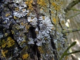Physconia californica image