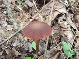 Psathyrella bipellis image