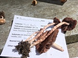 Psathyrella bipellis image