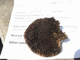 Coriolopsis gallica image