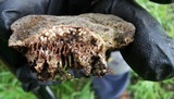 Coriolopsis gallica image