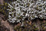 Heterodermia appalachensis image