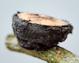Galiella spongiosa image