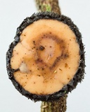 Galiella spongiosa image