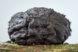 Galiella spongiosa image