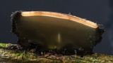 Galiella spongiosa image