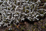 Heterodermia appalachensis image