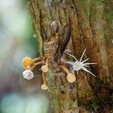Ophiocordyceps dipterigena image