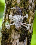 Ophiocordyceps dipterigena image