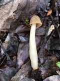 Verpa conica image