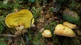 Boletinellus exiguus image