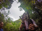 Xylaria cubensis image
