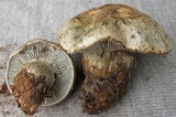 Hygrophorus caeruleus image