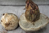 Hygrophorus caeruleus image