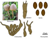 Psilocybe semilanceata image