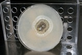 Metarhizium anisopliae image