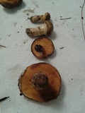 Suillus cothurnatus image