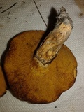 Suillus cothurnatus image
