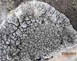 Lecanora rupicola var. rupicola image