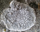 Lecanora rupicola var. rupicola image