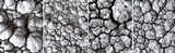 Lecanora rupicola var. rupicola image