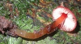 Hygrocybe hypohaemacta image