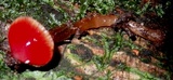 Hygrocybe hypohaemacta image