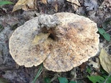 Microporellus dealbatus image