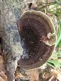 Hexagonia hydnoides image